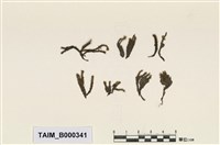 Philonotis mollis (Dozy et Molk.) Mitt. Collection Image, Figure 4, Total 20 Figures